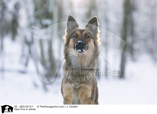 Harz Fox in winter / JEG-02121