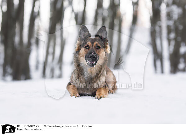 Harz Fox in winter / JEG-02122
