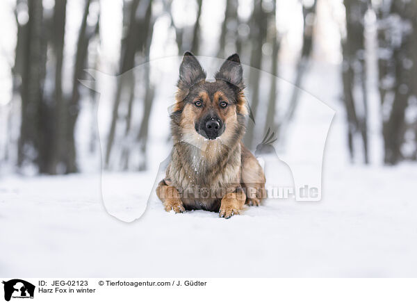Harz Fox in winter / JEG-02123
