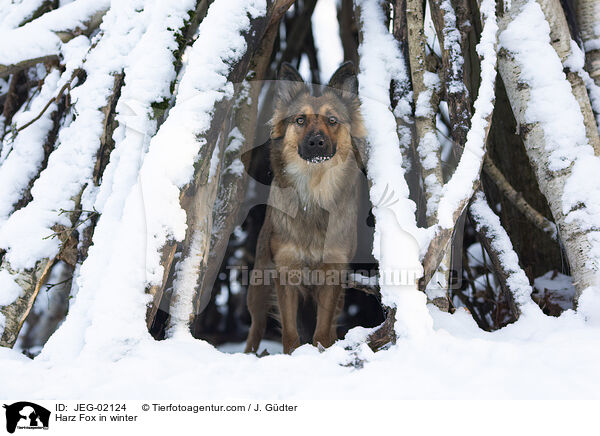 Harz Fox in winter / JEG-02124