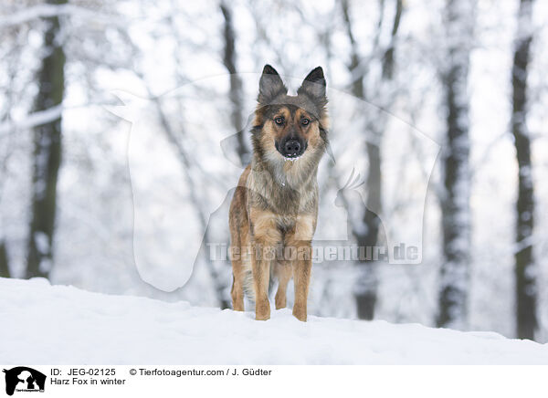Harz Fox in winter / JEG-02125