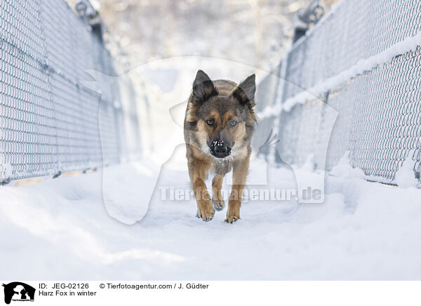 Harz Fox in winter / JEG-02126