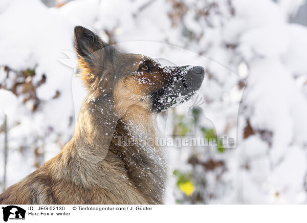 Harz Fox in winter / JEG-02130