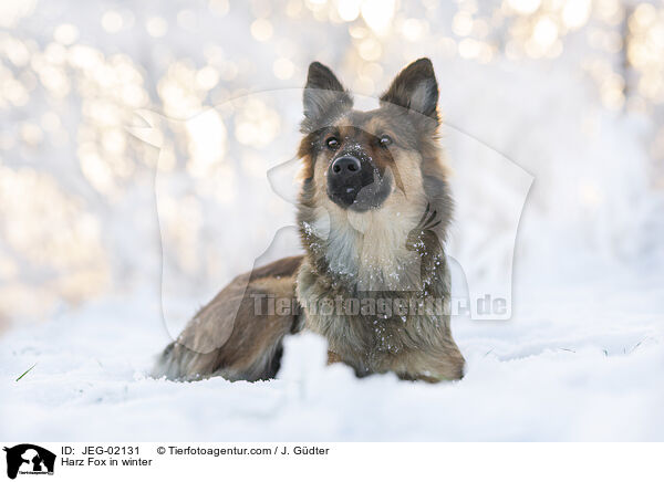 Harz Fox in winter / JEG-02131
