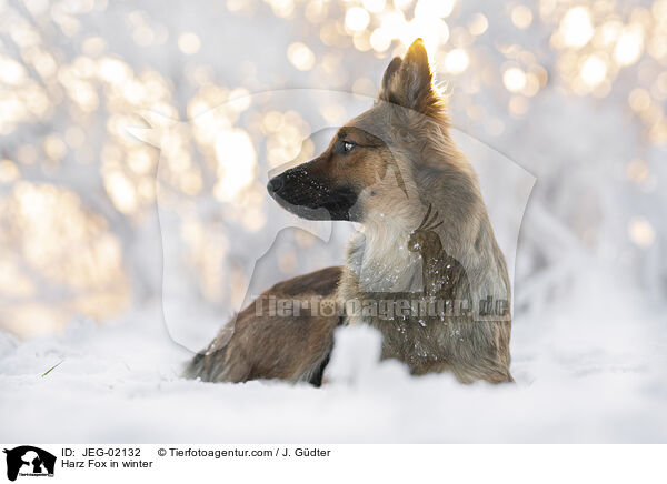 Harz Fox in winter / JEG-02132