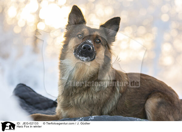 Harz Fox in winter / JEG-02133