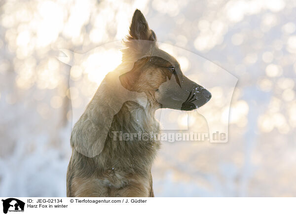 Harz Fox in winter / JEG-02134