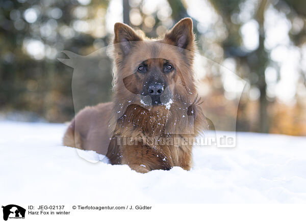 Harz Fox in winter / JEG-02137