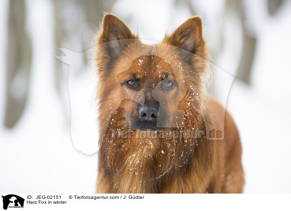 Harz Fox in winter / JEG-02151
