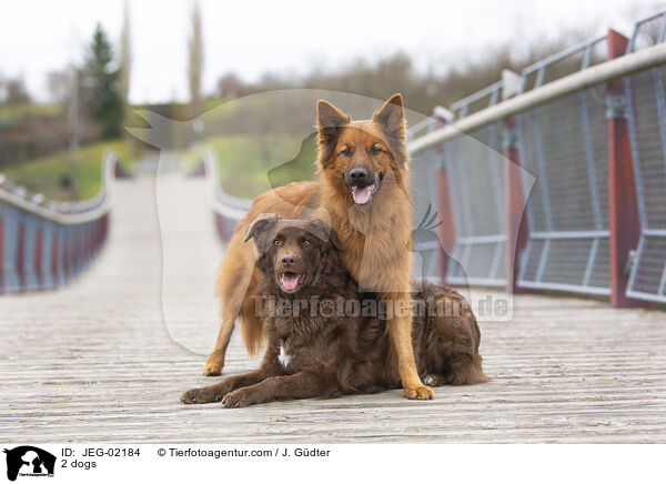 2 Hunde / 2 dogs / JEG-02184