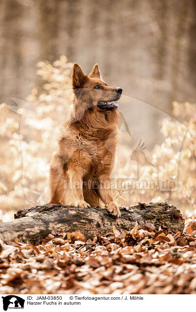 Harzer Fuchs in autumn / JAM-03850