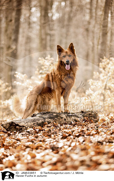 Harzer Fuchs in autumn / JAM-03851