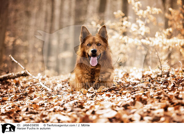 Harzer Fuchs in autumn / JAM-03856