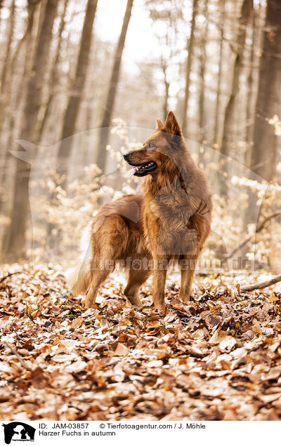 Harzer Fuchs in autumn / JAM-03857