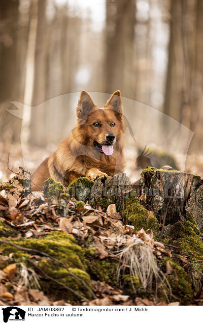 Harzer Fuchs in autumn / JAM-03862