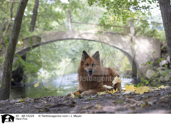 Harz Fox / JM-15229
