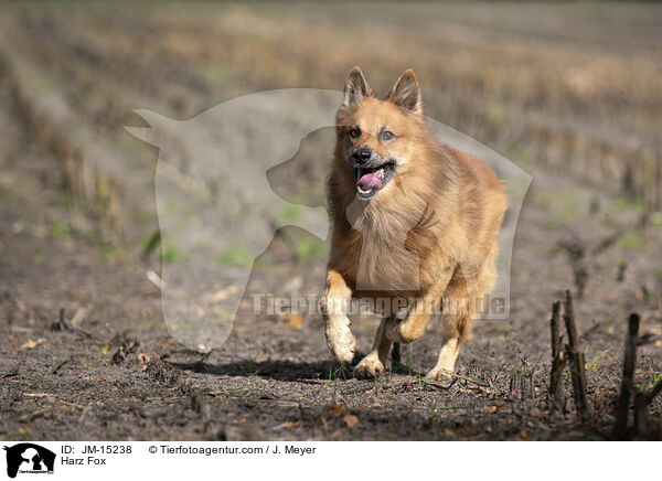 Harz Fox / JM-15238