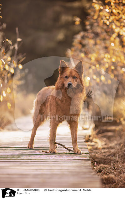 Harzer Fuchs / Harz Fox / JAM-05096