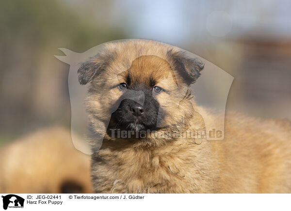 Harz Fox Puppy / JEG-02441