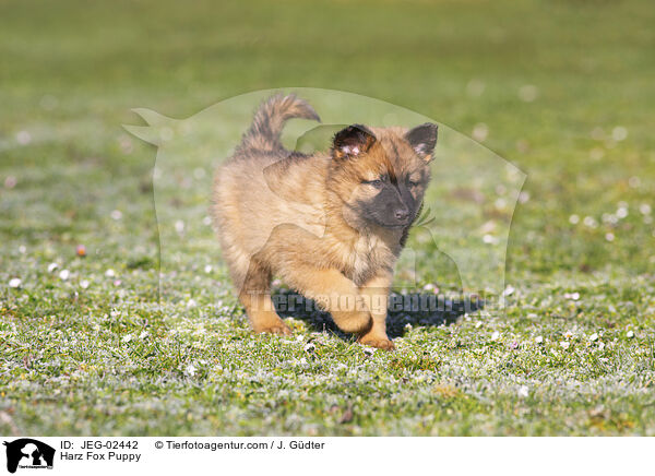 Harz Fox Puppy / JEG-02442