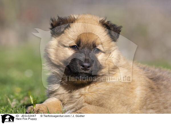 Harz Fox Puppy / JEG-02447