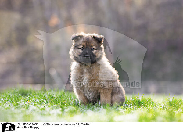 Harz Fox Puppy / JEG-02453