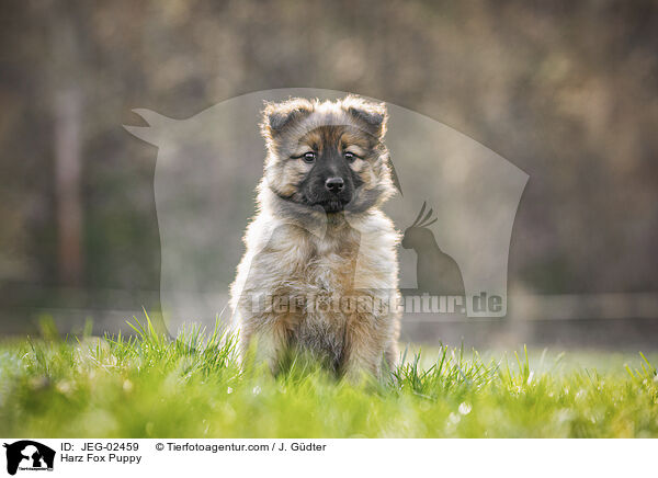 Harzer Fuchs Welpe / Harz Fox Puppy / JEG-02459
