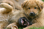 2 playing Harz Fox Puppies