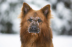 Harz Fox in the winter