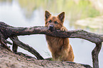 Harz Fox in summer