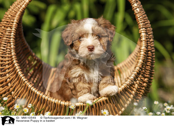 Havanese Puppy in a basket / MW-10549