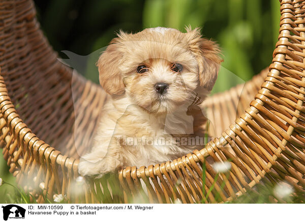 Havanese Puppy in a basket / MW-10599