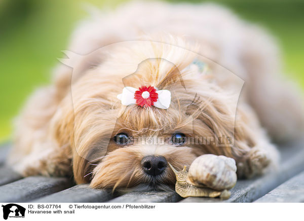 Havanese with snail / BS-07764