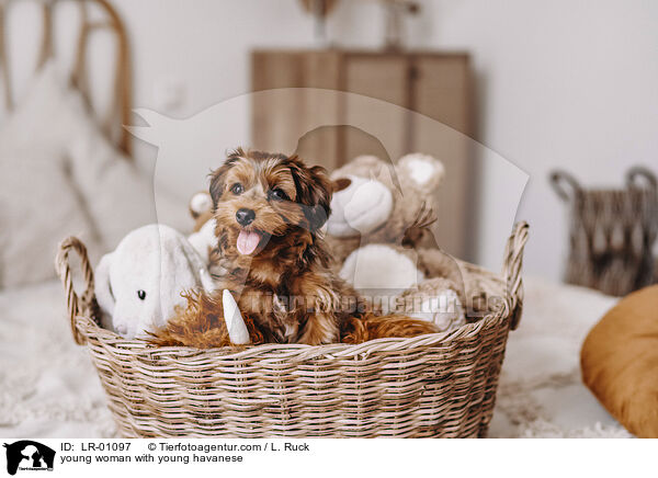 young woman with young havanese / LR-01097