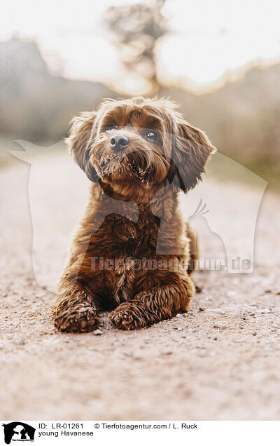 young Havanese / LR-01261
