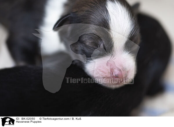 Havanese Puppies / BK-02050