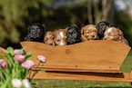 Havanese puppies in wooden box