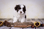 sitting Havanese Puppy