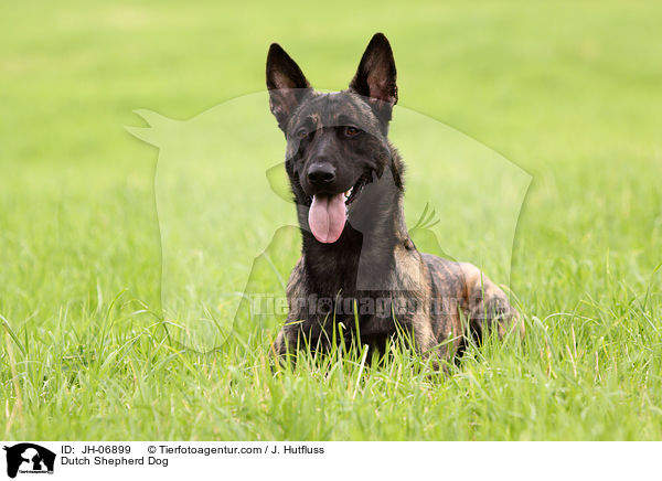 Dutch Shepherd Dog / JH-06899