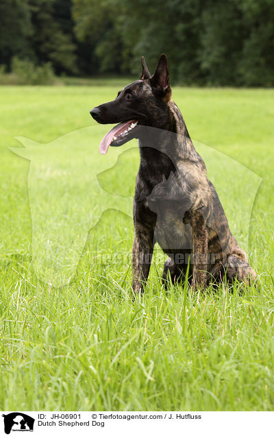 Dutch Shepherd Dog / JH-06901