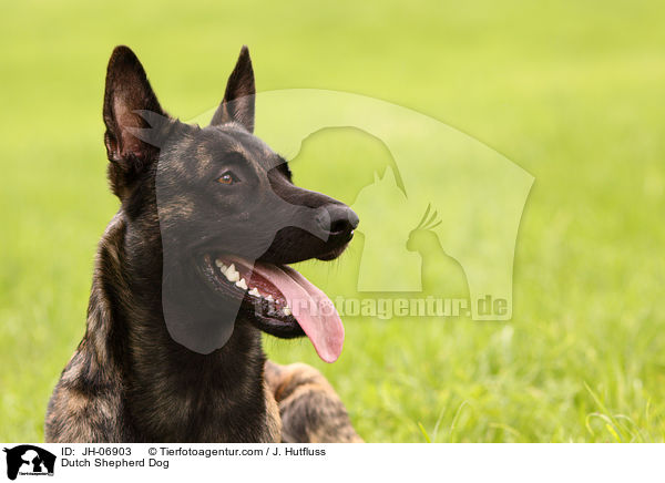 Dutch Shepherd Dog / JH-06903