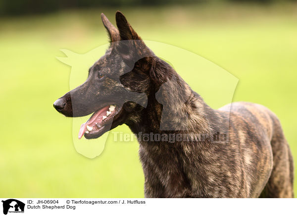 Dutch Shepherd Dog / JH-06904
