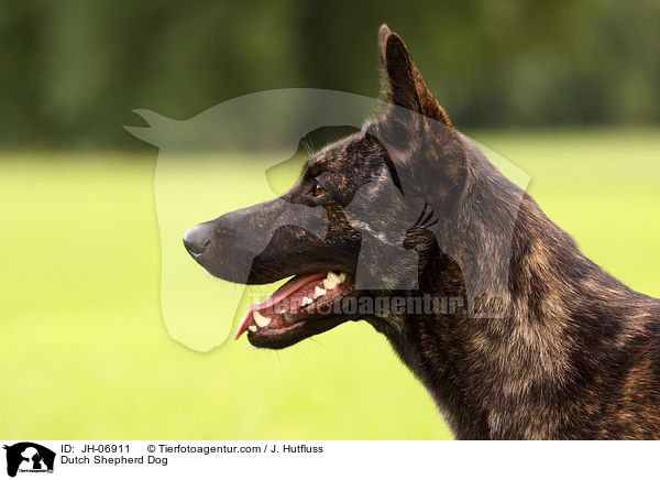 Dutch Shepherd Dog / JH-06911