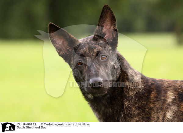 Dutch Shepherd Dog / JH-06912
