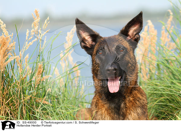 Hollandse Herder Portrait / SS-49000