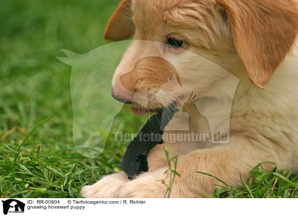gnawing hovawart puppy / RR-00804