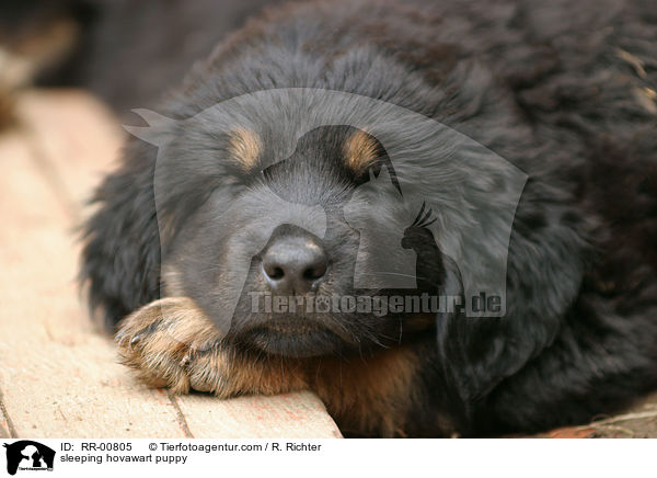 sleeping hovawart puppy / RR-00805