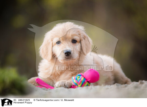 Hovawart Puppy / UM-01825