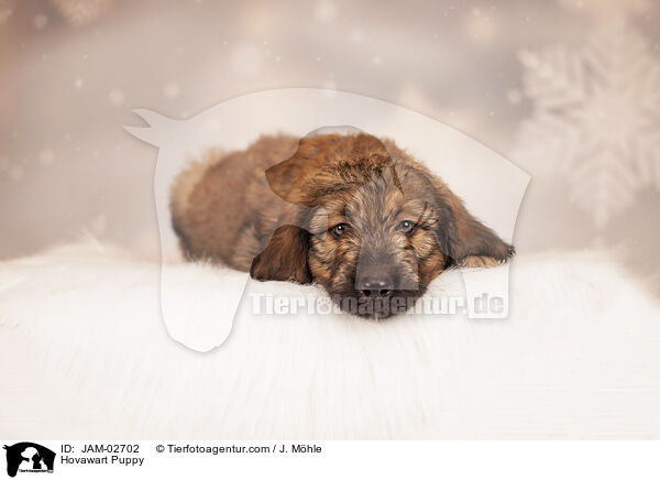 Hovawart Puppy / JAM-02702