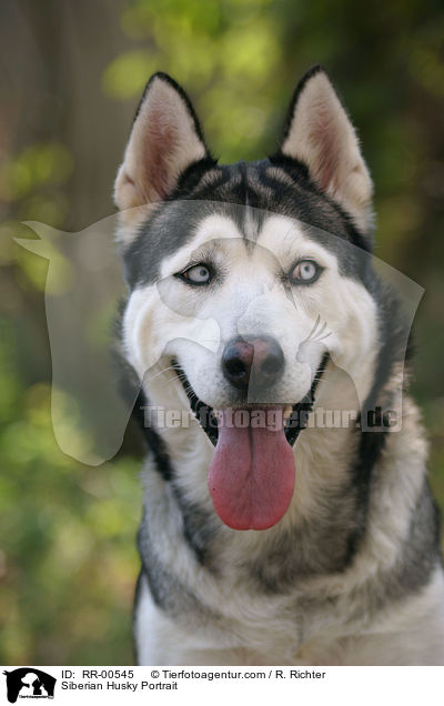 Siberian Husky Portrait / RR-00545
